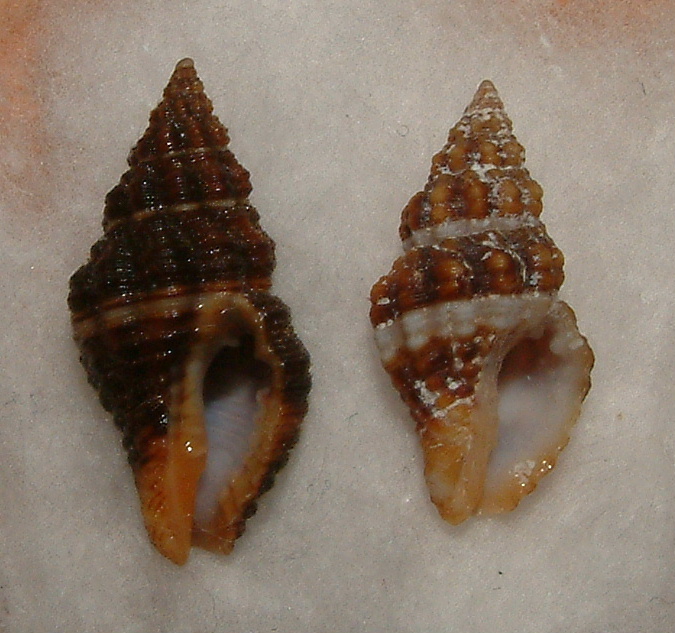 Pollia scacchiana